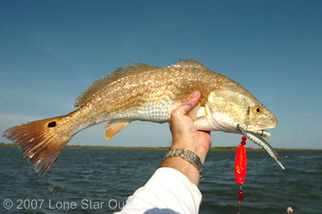 The original: The Mansfield Mauler was invented by Captain Bob Fuston in 1983 and became popular on the Texas coast the next year. Since then, the popping device has spawned many imitations. Photo by David J. Sams.