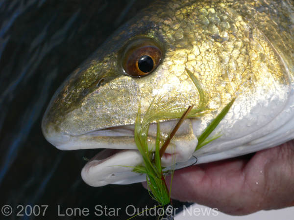 Red drum caught on a green deceiver. Photo by David J. Sams