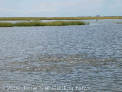 A pod of Red Drum feed in Redfish Bay. Photo by David J. Sams