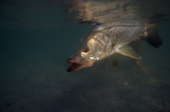 TIGHT RESTRICTIONS: Snook regulations might be relaxed slightly to allow anglers to keep more snook. State wildlife officials are gathering feedback on widening the slot limit for the warm-water fish. Photo by David J. Sams, LSONew.com.