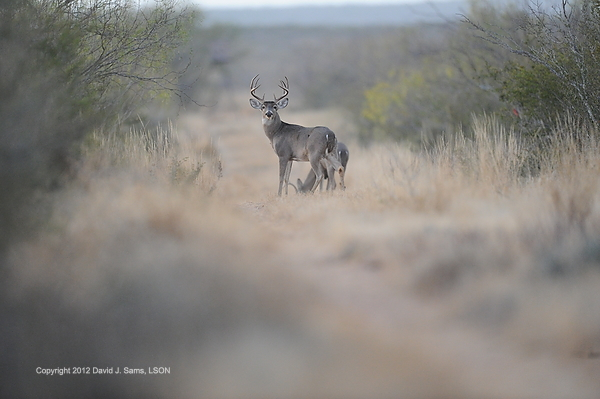 deervision
