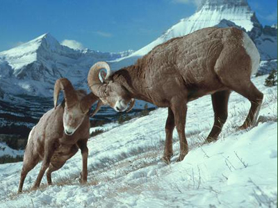 The Wild Sheep Foundation raised more than $4 million at its convention this year. Photo by the National Park Service.