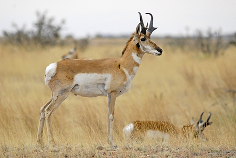 031111_Pronghorn_I