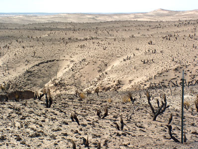 Panhandle rebirth - Wildlife, landscape recovering after big fire