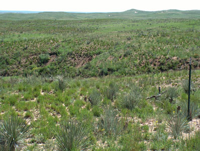 Panhandle rebirth - Wildlife, landscape recovering after big fire