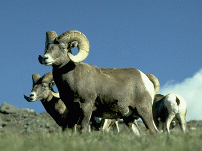 Bighorn sheep are suffering from pneumonia at alarming rates in Nevada, biologists said. Photo by the National Park Service.