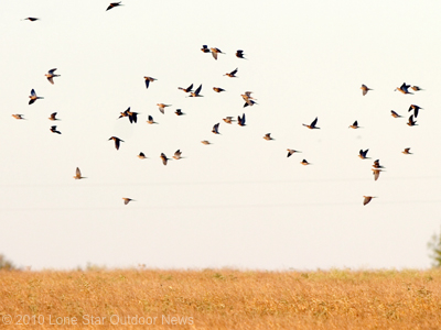 Dove-teal-season-dates