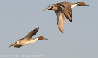 Duck_report_120209