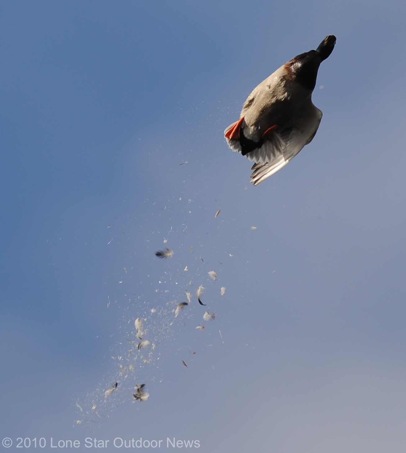 Duck dying