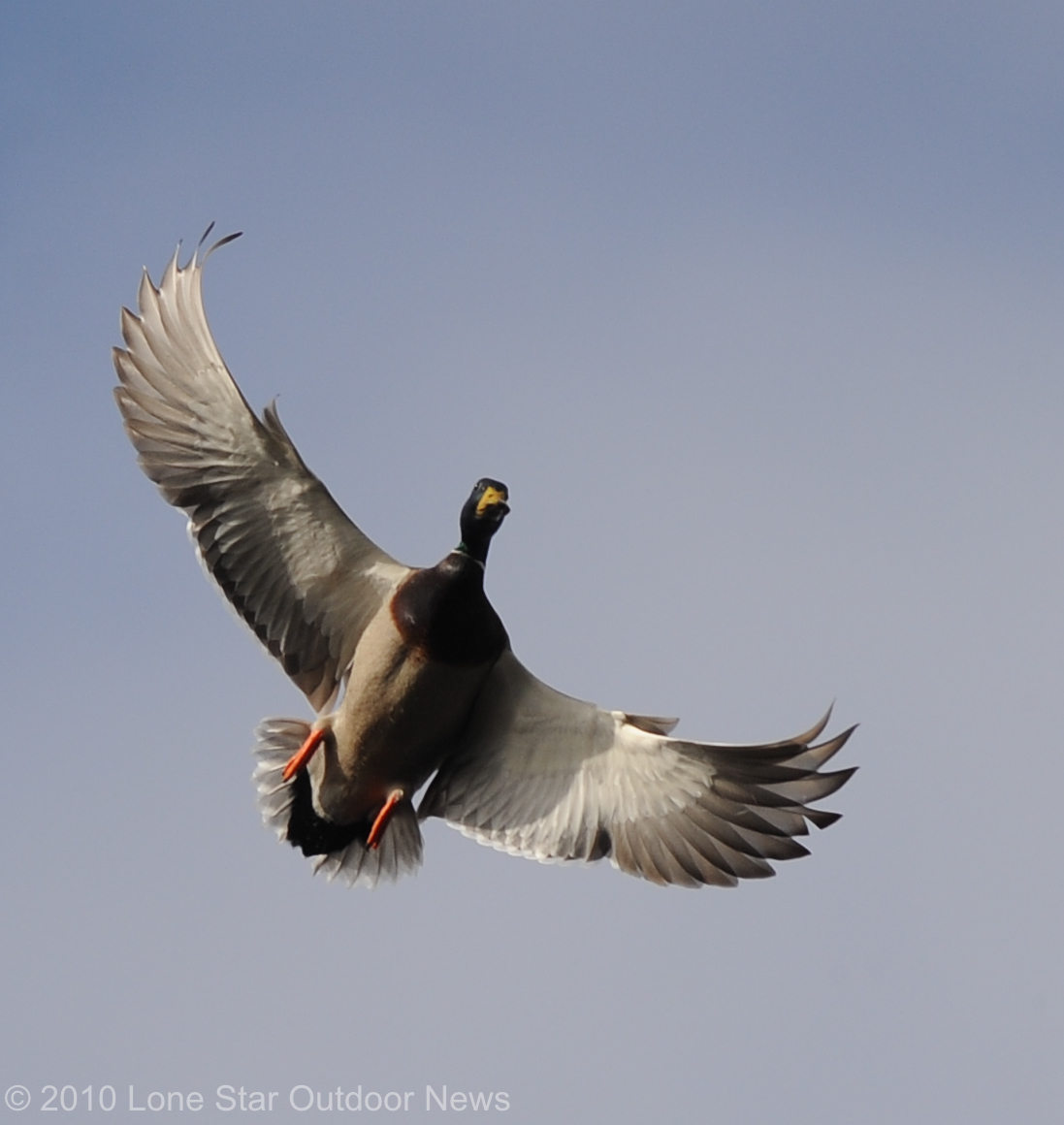 Duckflying