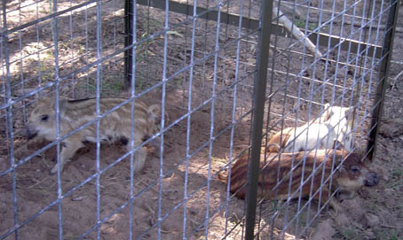 They may look cute now, but in a few months these juvenile feral hogs could be producing litters of four to six piglets of their own, said Dr. Billy Higginbotham, Texas Cooperative Extension fisheries and wildlife specialist. Higginbotham recommended that traps be made with mesh no larger than 4-inch by 4-inch squares so as to prevent small hogs like these escaping. (Texas Agricultural Experiment Station photo) 