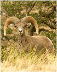 Texas Bighorn Sheep Population Flourishing