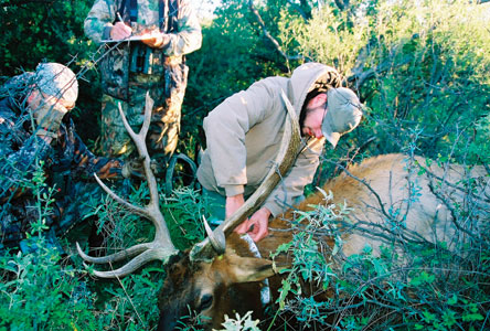 Elk Study Collaring - Photo by Lori Herbert/ RMEF