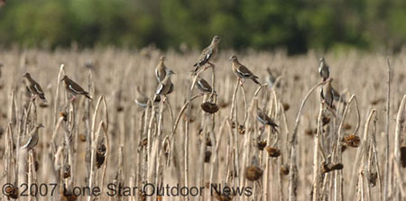 Whitewing perch atop sunflowers near Hondo. Photo by David J. Sams