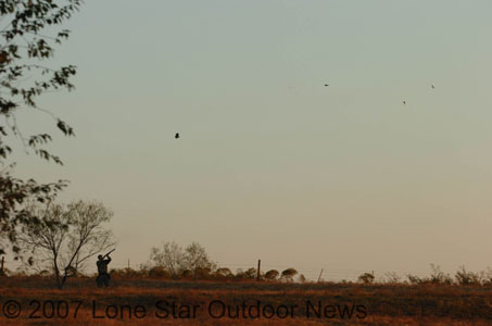 Nyhus, connects with a dove during the last day of central zone dove seasons, first split. Photo by David J. Sams