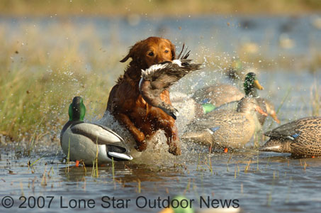 Emma follows Carroums�s commands and shows her retrieving skills. Photo by David J. Sams