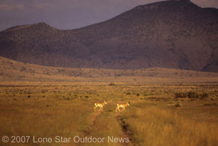 Through the waves of heat rising off the sage-covered hill, a herd of pronghorn (Antilocapra Americana) mill about in reasonable security.