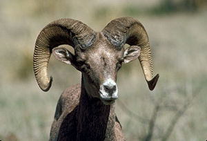 Big Horn Sheep. Photo by TPW