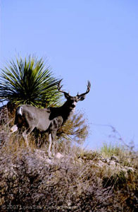TROPHY TICKET: Big Time Texas Hunt entries generated $798,150 in 2007, of which $146,000 (18 percent) went to wildlife research, and $218,150 (27 percent) was placed in a fund for wildlife research, habitat management and public hunting.