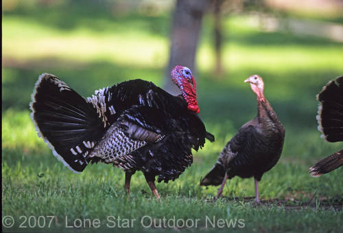 Eastern Wild Turkey in Texas.
