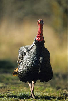 Eastern Wild Turkey have been stocked in Texas for over ten years.