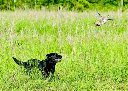 Watchful eye: Chelsi Patton�s dog Maggie flushes and retrieves a chukar in the upland portion of the HRC International Grand Hunt. Photos by Mark Atwater.