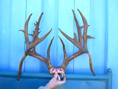 ATYPICAL: The Lucy Park buck carried a 200-class set of antlers before his death, apparently at the hands of a poacher. A city worker has been suspended in connection with the killing.