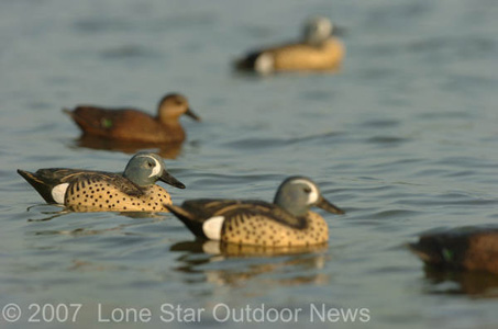 Greenhead Gear teal decoys work the water near Italy Texas. Photo by David J. Sams