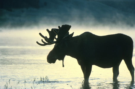 Photo by USFWS
