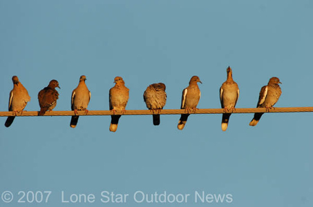 White-winged dove sit on a power line. The 2007 dove season outlook in Texas looks good.