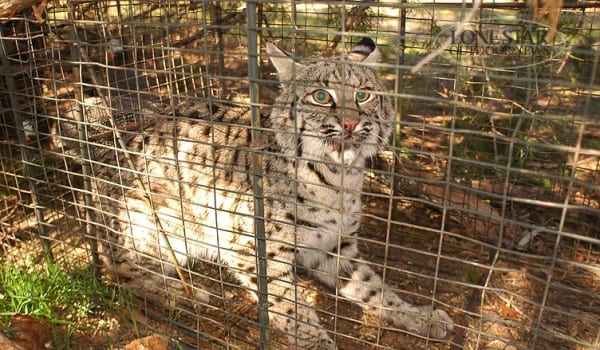 BOBCAT..caught in live trap north Texas
