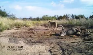 Whitetail deer buck eaten by coyote and birds