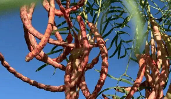 Hot beans are Mother Nature’s gift