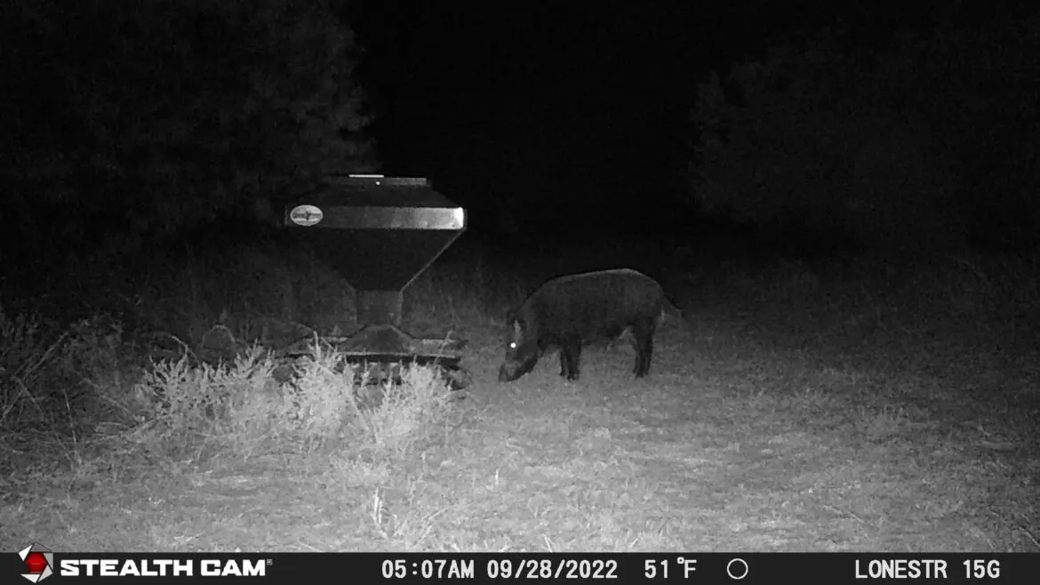 hogs stealth cam