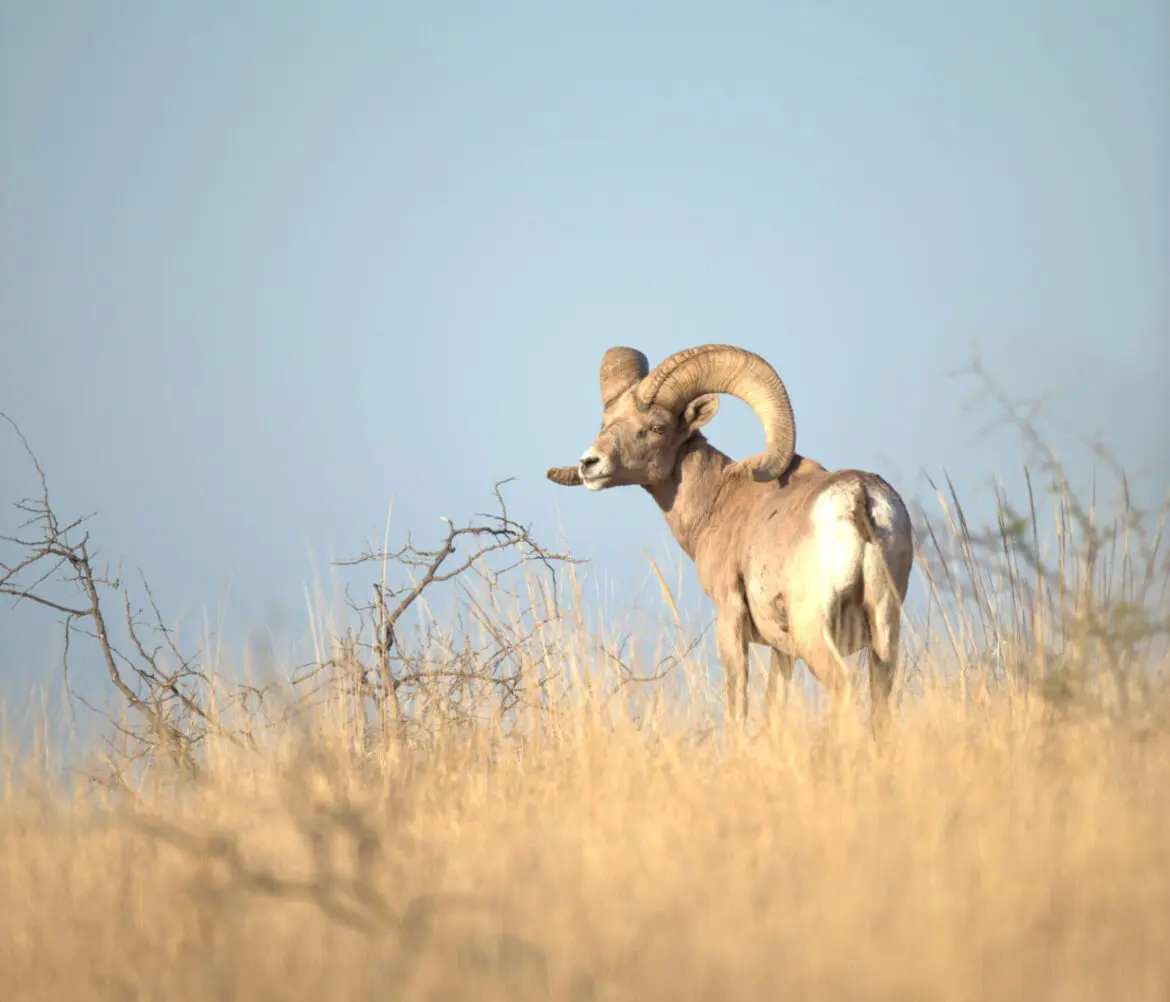 Bighorn sheep