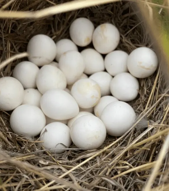 quail eggs