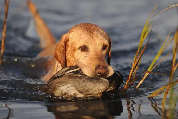 cost of a hunting dog