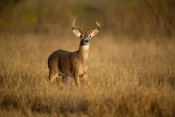 advanced white-tailed deer management