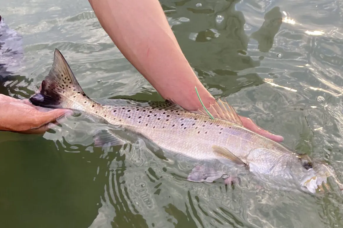 trout tagging texas
