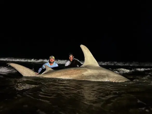 hammerhead in the surf