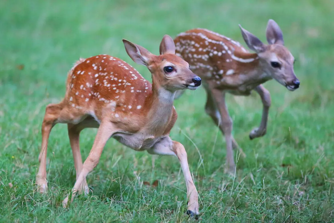 fawn crop