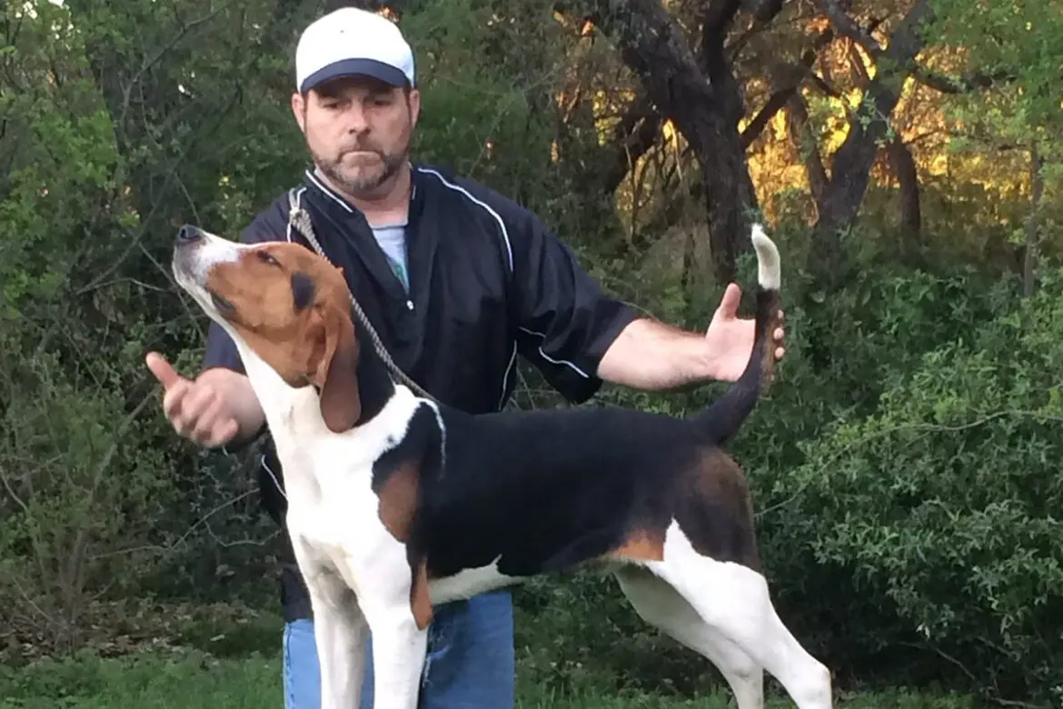 hunting with raccoon dogs