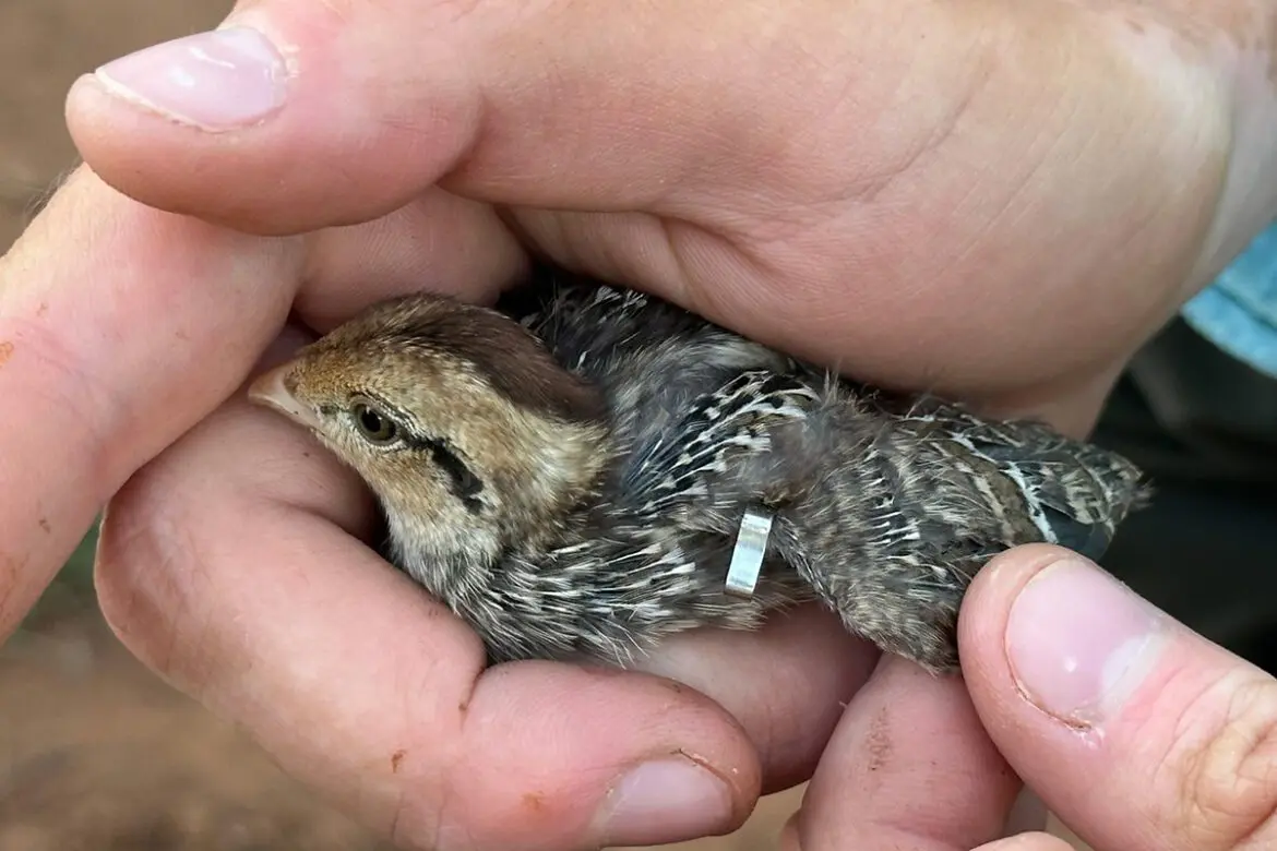 bobwhite quail forecast
