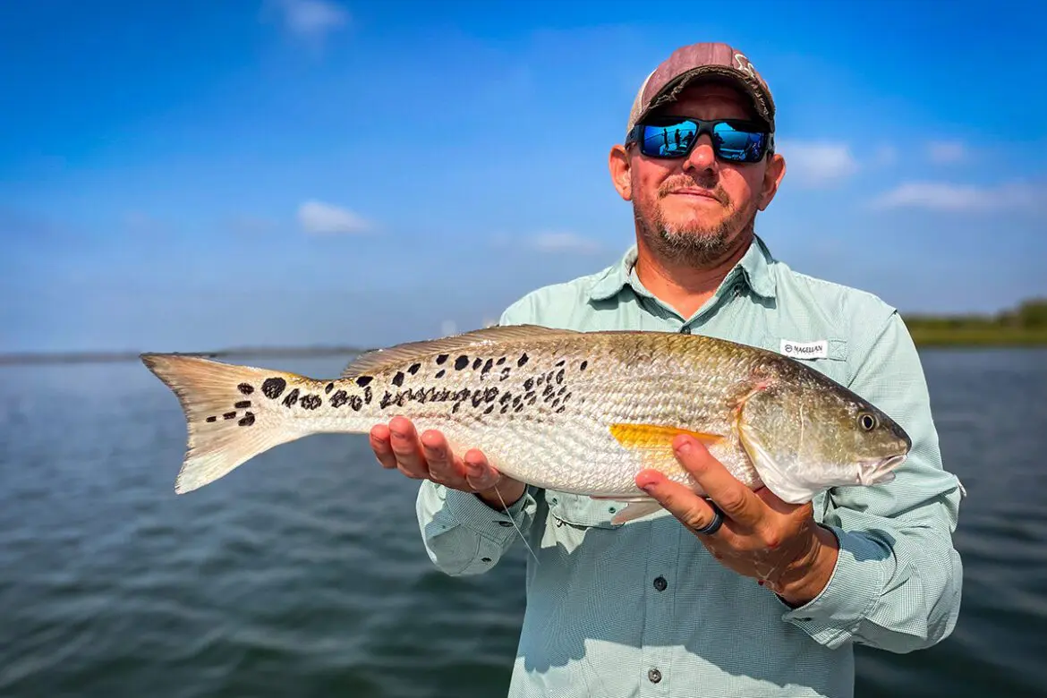 multi-spotted red drum