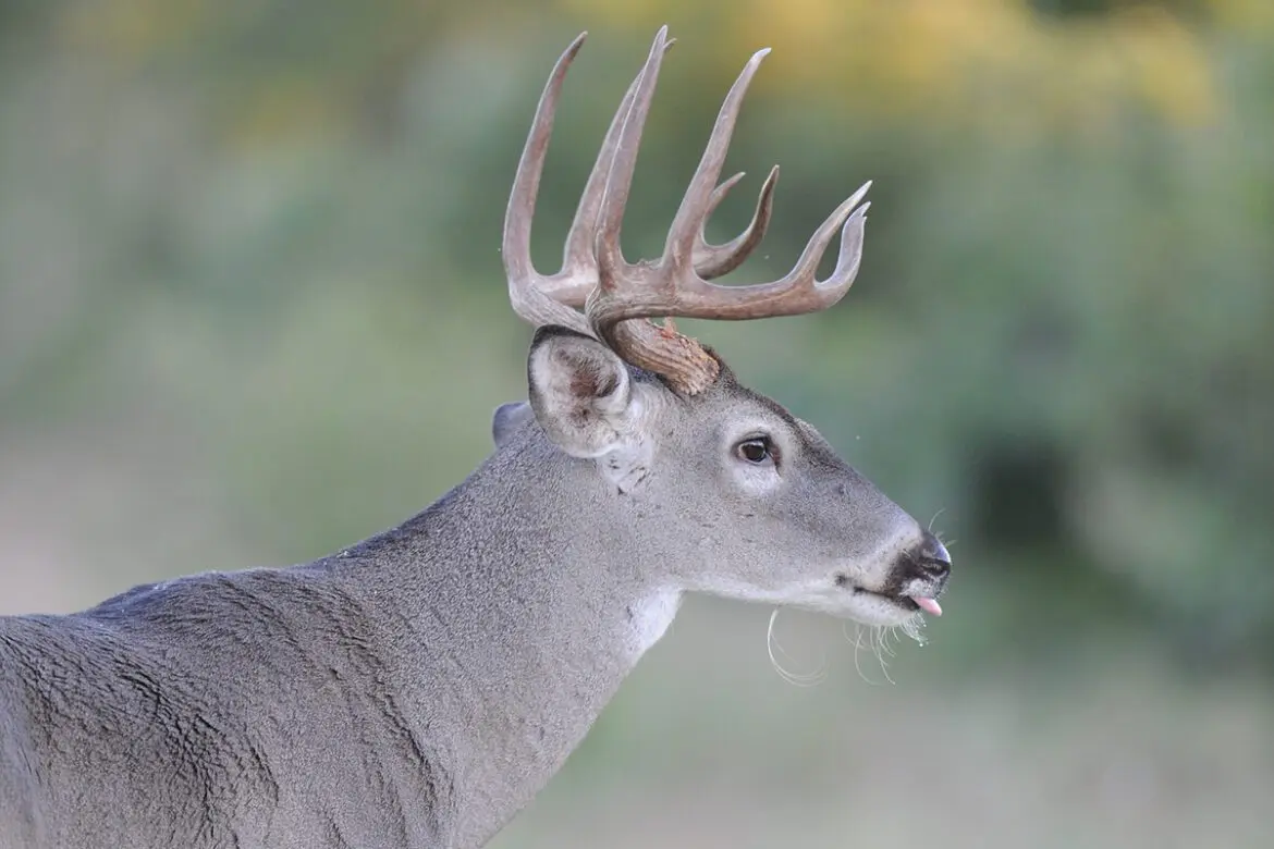 drawn whitetail hunts