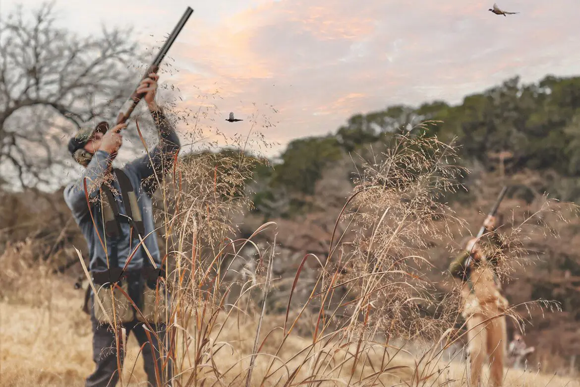 drive pheasant shooting