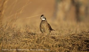 Texas quail hunting prospects scattered
