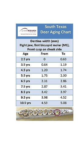 deer tooth aging chart