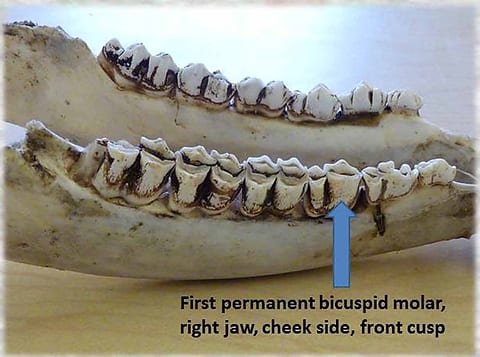 Whitetail Jawbone Aging Chart