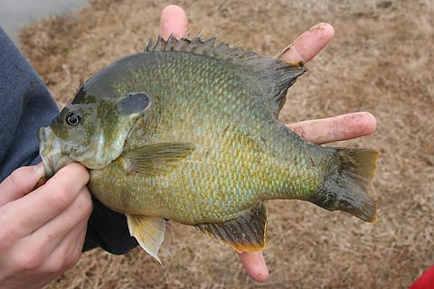 Panfish on steroids — Hybrid bluegill top choice for small ponds